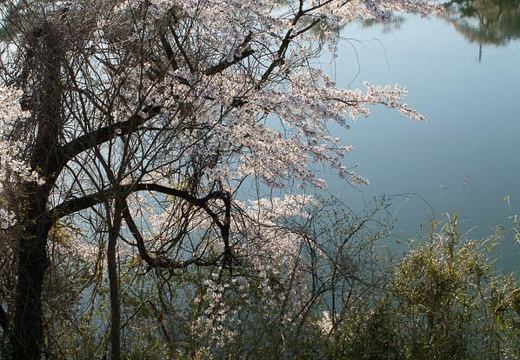 201004260642-DSC03187.jpg