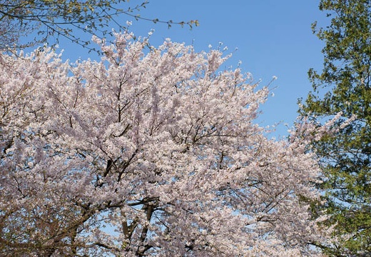 201004260747-DSC03219.jpg