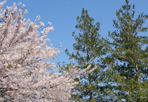 201004260747-DSC03221.jpg