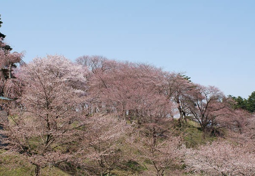 201004260945-DSC03241.jpg