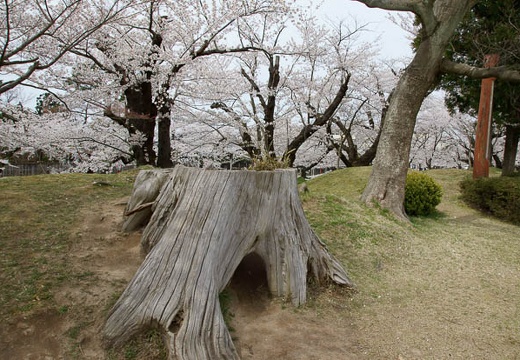 201004271250-DSC04018.jpg