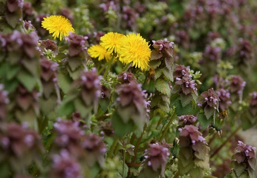 201004271311-DSC04057.jpg
