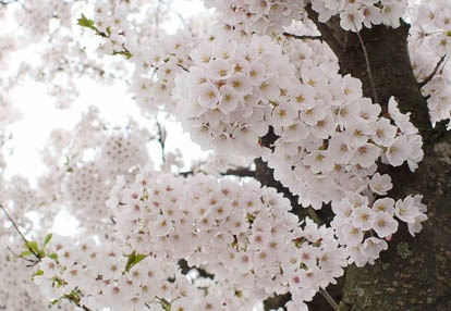 201004271411-DSC04180.jpg