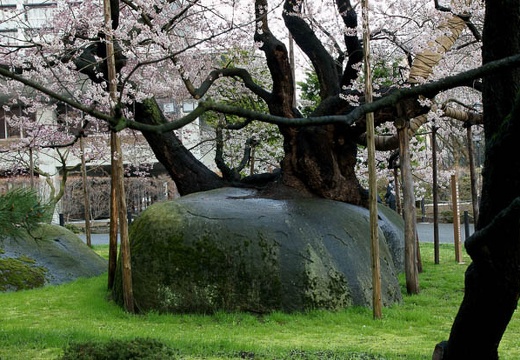 201004291701-DSC05563.jpg