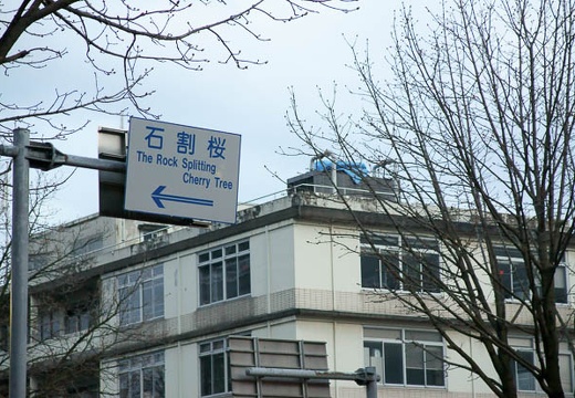 201004291826-DSC05668.jpg