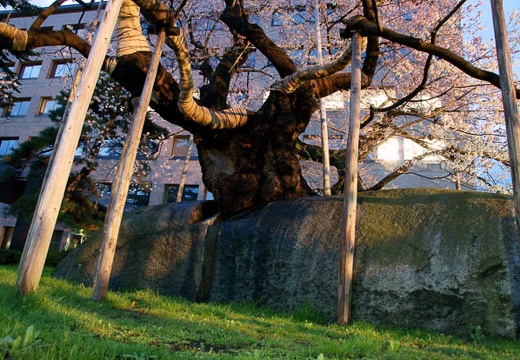 201004291841-DSC05685.jpg