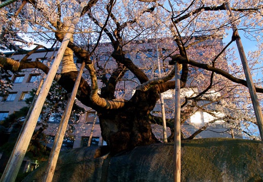 201004291842-DSC05687.jpg