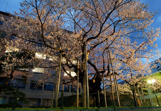 04.29 龍泉洞、石割桜