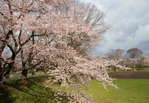 201005010812-DSC06068.jpg