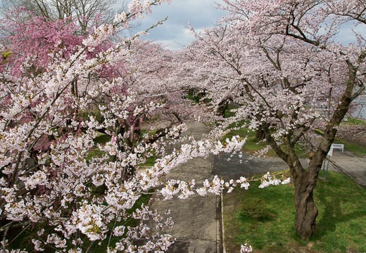 201005010815-DSC06075.jpg