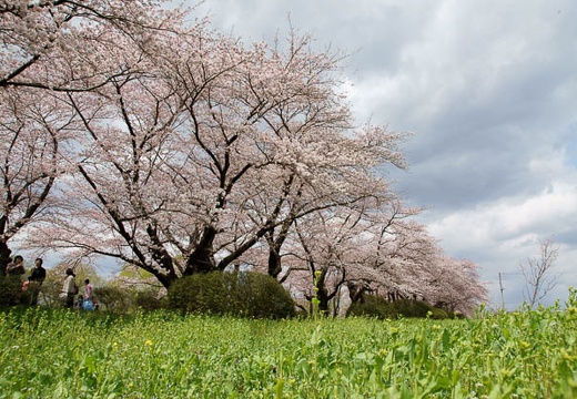 05.01 北上展勝地の桜、前沢城跡