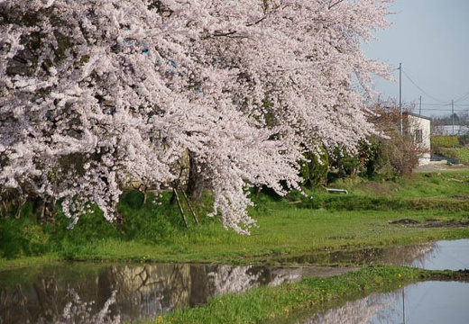 201005020737-DSC06891.jpg