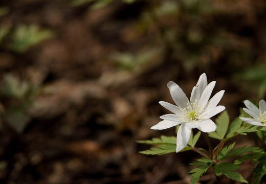 201005021341-DSC07168.jpg