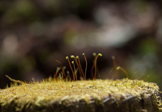 201005021342-DSC07169.jpg