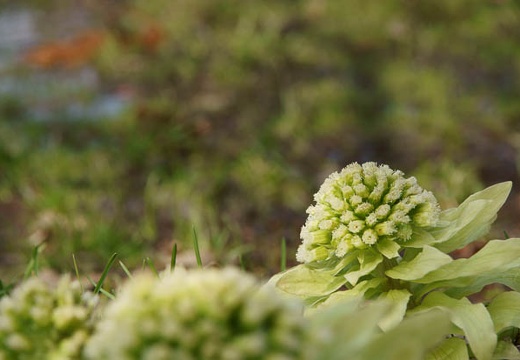 201005021357-DSC07181.jpg