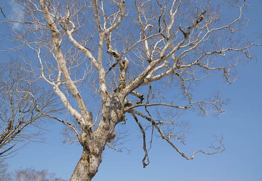 201005021544-DSC07253.jpg