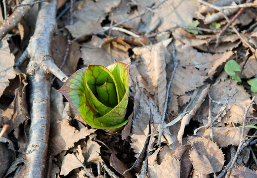 201005021626-DSC07281.jpg