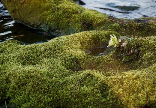 201005021629-DSC07294.jpg