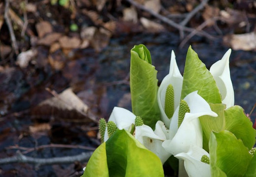 201005021629-DSC07295.jpg