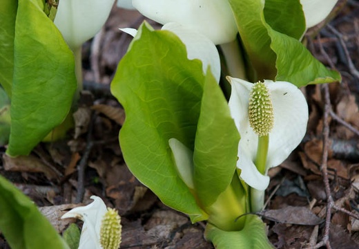 201005021630-DSC07298.jpg