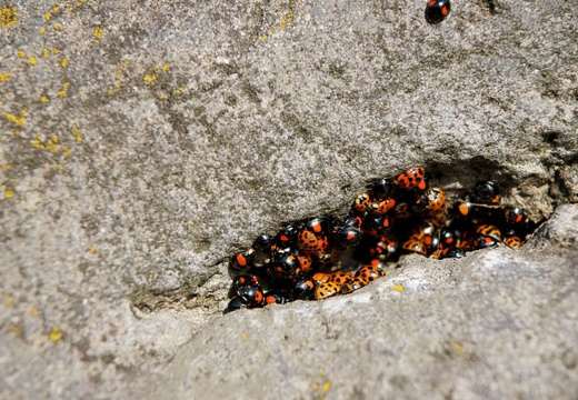 201005030706-DSC07400.jpg