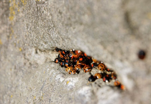 201005030706-DSC07402.jpg