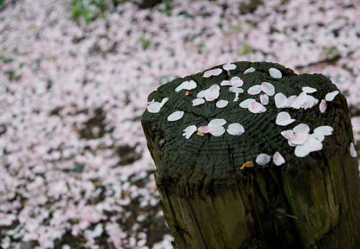 201005071042-DSC00241.jpg