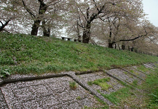 201005071044-DSC00247.jpg
