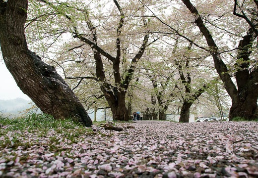 201005071048-DSC00258.jpg