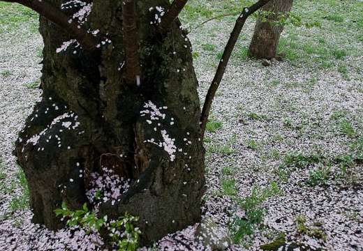 201005071049-DSC00260.jpg