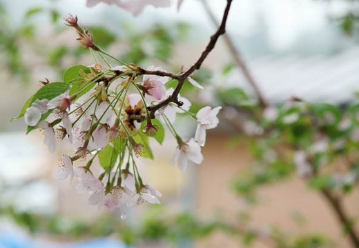 201005071053-DSC00269.jpg