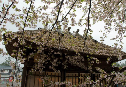 201005071100-DSC00286.jpg