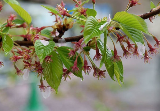 201005071101-DSC00291.jpg