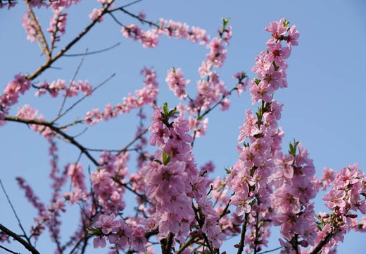 201005080712-DSC00637.jpg