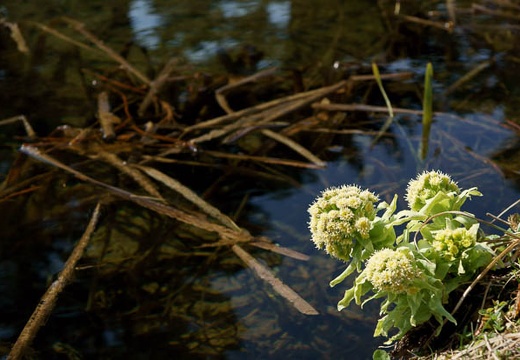 201005080803-DSC00675.jpg