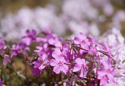 201005140906-DSC01417.jpg