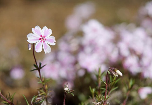201005140906-DSC01419.jpg