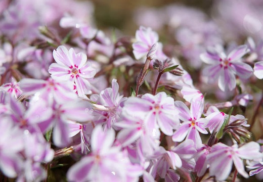 201005140907-DSC01421.jpg
