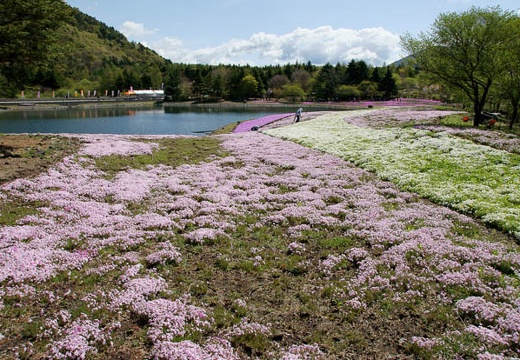 201005140910-DSC01427.jpg