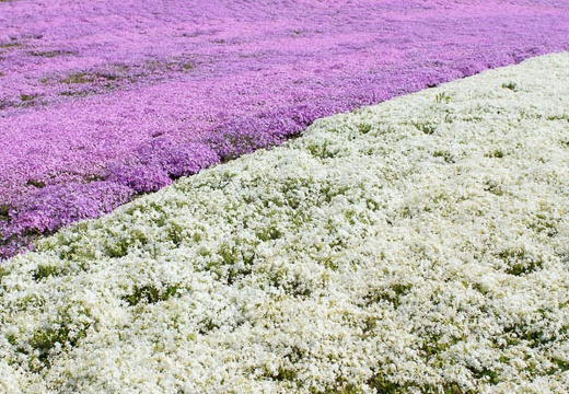 05.14 富士芝桜まつり、身延山久遠寺