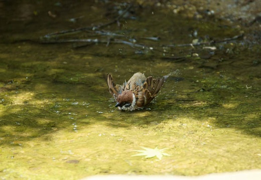 201005171159-DSC02258.jpg