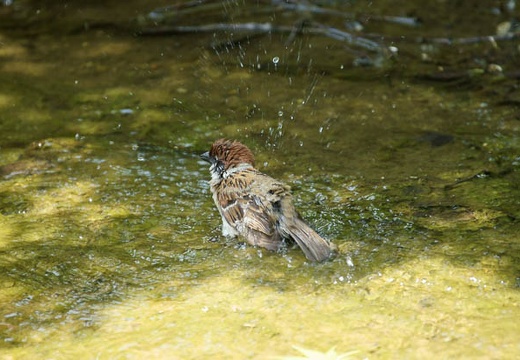 201005171159-DSC02266.jpg
