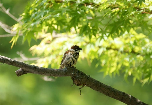 201005171159-DSC02279.jpg