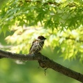 201005171159-DSC02279.jpg