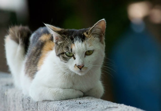 201005171300-DSC02346.jpg