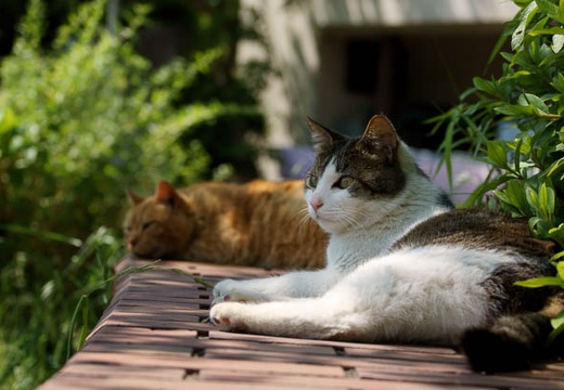 201005171334-DSC02387.jpg