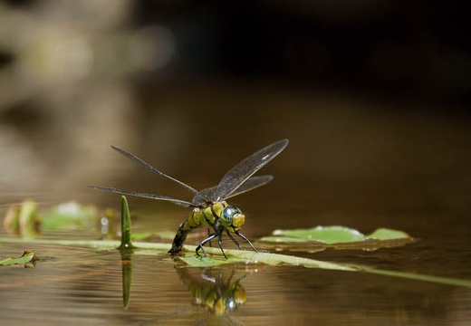 201005211246-DSC02538.jpg