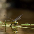201005211246-DSC02538.jpg