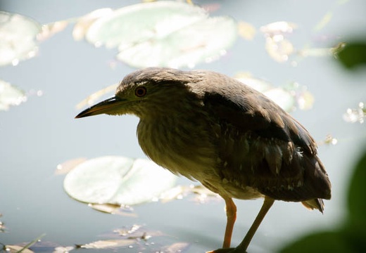 201005211443-DSC02716.jpg
