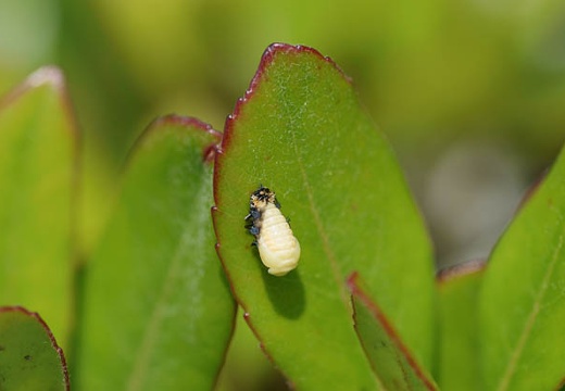 201005251132-DSC03027.jpg